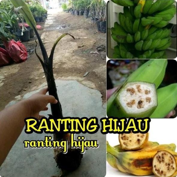 bibit buah pisang klutuk at pisang hitam klutuk hitam wulung MMZ