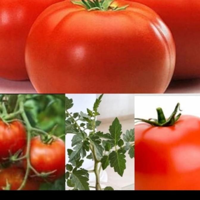 OBRAL bibit tanaman apel/pohon apel