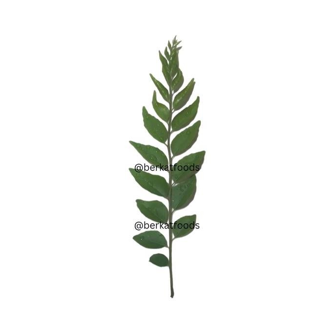 

+++++] Daun Kari / Salam Koja / Curry Patta Per Tangkai Fresh Segar
