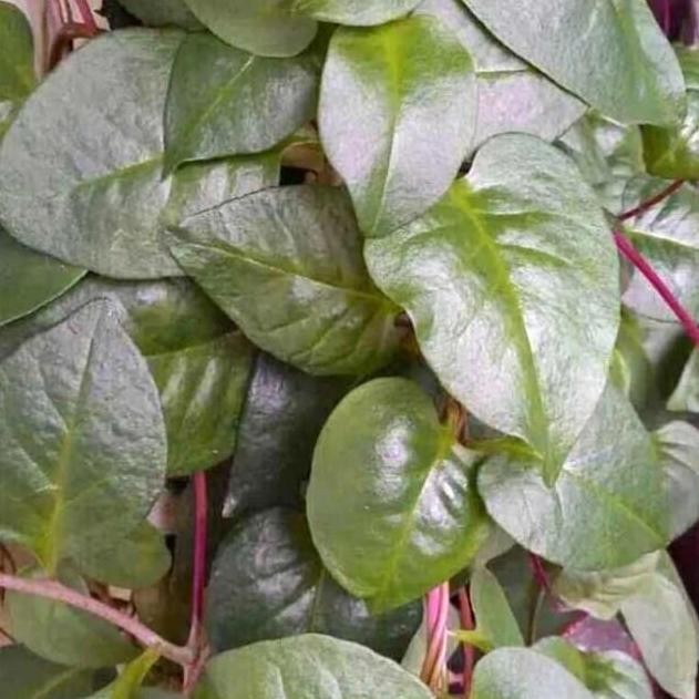 

Daun Binahong Merah - gendola 500 grm