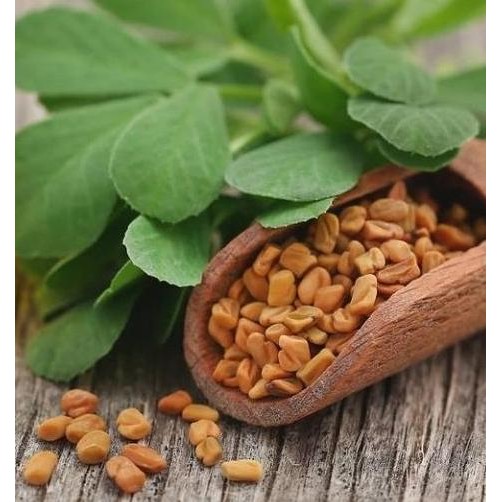 

Produk Unggulan] Halba - Klabat - Methi Seeds - Methi Dana - Fenugreek Seeds 100 gram