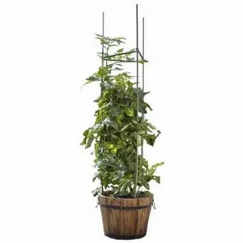 penyangga tanaman / rambatan tanaman anggur KS