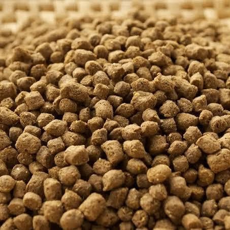 Mesin Cetak Pelet Ikan Apung Bulat Langsung Kering Lumpang Ryt300 Pakai Engine Bensin Dinamo Listrik