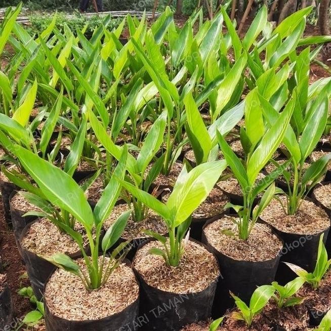 - TANAMAN HIAS PISANG KIPAS POHON PISANG KIPAS BIBIT POHON ATV