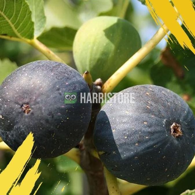 OBRAL Hot Product Tanaman Bibit Buah Tin Black Madeira Bergaransi ATZX