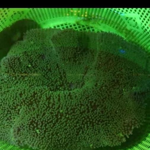 Anemon Karpet Hijau Rumah Nemo