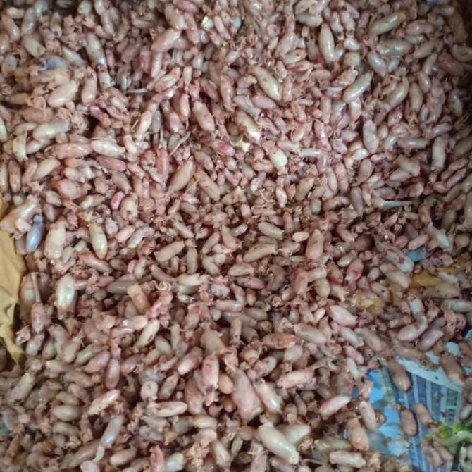 

Baby Cumi Kering Per 1Kg #Gratisongkir