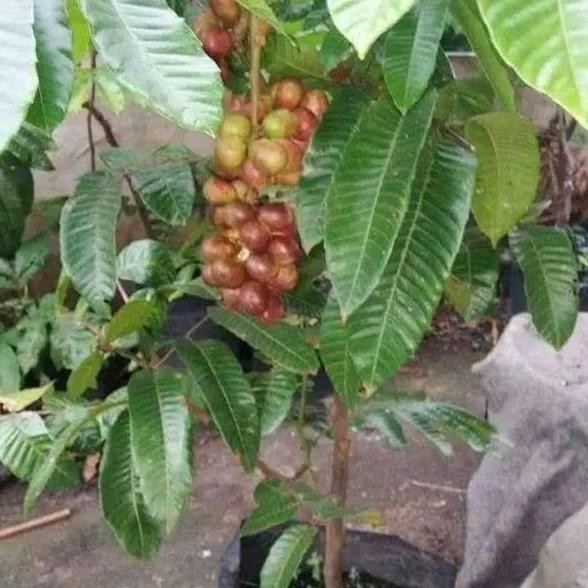 BIBIT TANAMAN BUAH MATOA SUPER MANIS / Cepat berbuah stek ATZ