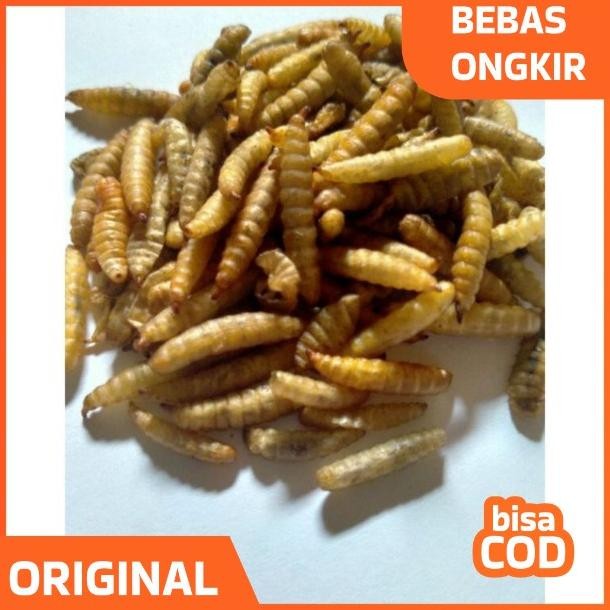 Big Sale Manggot Bsf Manggot Kering Pakan Ikan Predator Louhan Channa Arwana 100Gr