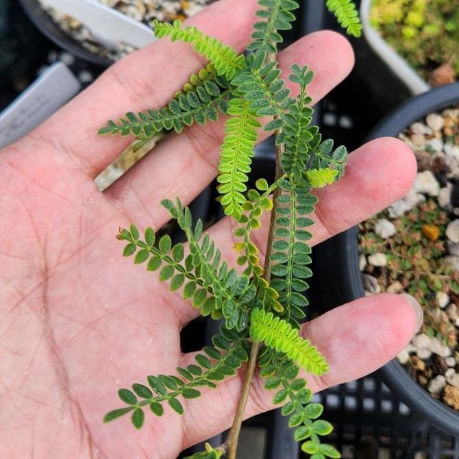 

Biji Operculicarya Hypaenoides Seeds #Gratisongkir