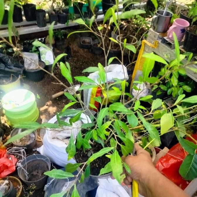 Bahan Bonsai Ampleas Putih Varian Keris & Ampelas Hitam Subur Seo