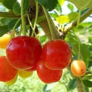 bibit ceryy/ceri/cery Vietnam pohon tanaman buah di dalam pot