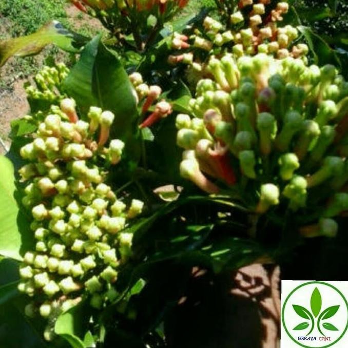 Bibit Tanaman Buah Cengkeh Zanzibar/Pohon Buah Cengkeh Zanzibar