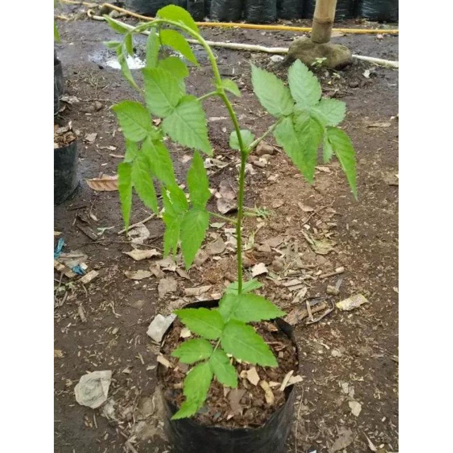 Bibit pohon buah raspberry/arbei