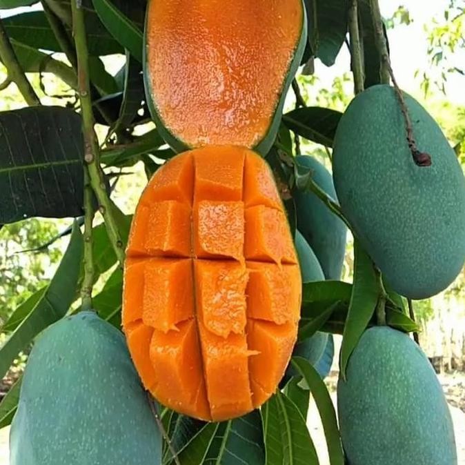 bibit pohon buah mangga harum super cepat berbuah