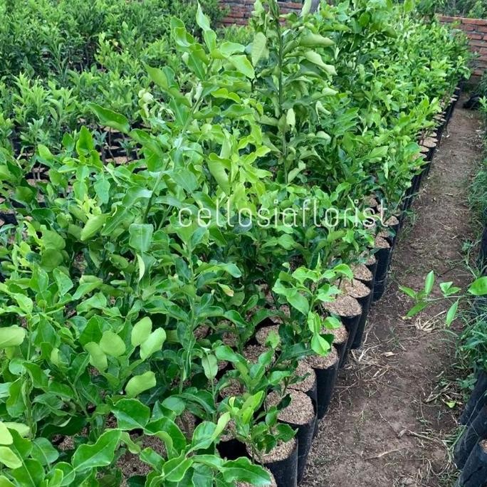 Bibit Tanaman Buah Jeruk Purut Okulasi Cepat Berbuah pohon hidup