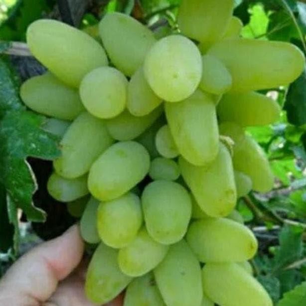 POHON PG Bibit Tanaman Buah Anggur Impor