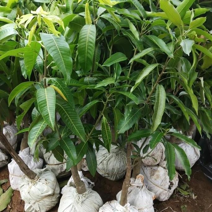 POHON Bibit Mangga Mahathir Pohon Mangga Bibit Buah Mangga Mahatir