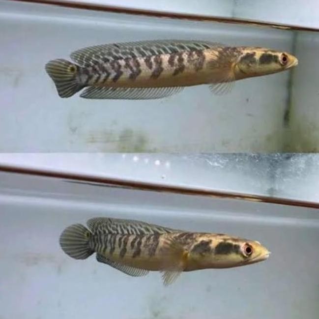 

Terlaris | Terbaru | Best Seller | Termurah Chana Maru Yellow Sentarum 18-20 Cm Original | High Quality | Berkualitas