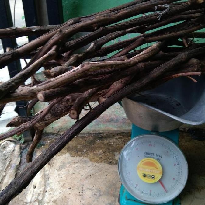 

Terlaris | Terbaru | Best Seller | Termurah Rootstock Anggur Isabella Original | High Quality | Berkualitas