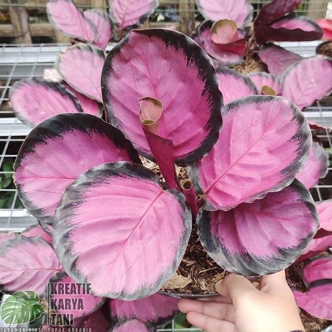 TERMURAH - Tanaman hias calathea crimson - Calatea crimson Roseopicta