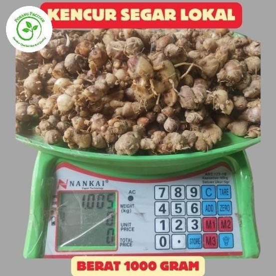 

Kencur segar 1 kg Kualitas bagus