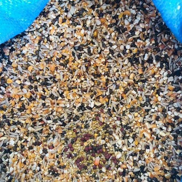 

Jagung Campur 1 Karung 25 Kg - Jagung Campur Karungan