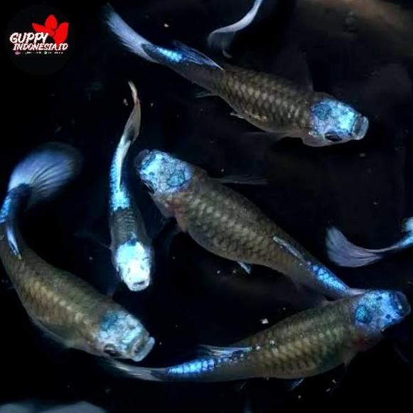 Guppy Tuxedo Blue Koi 1Pair Co