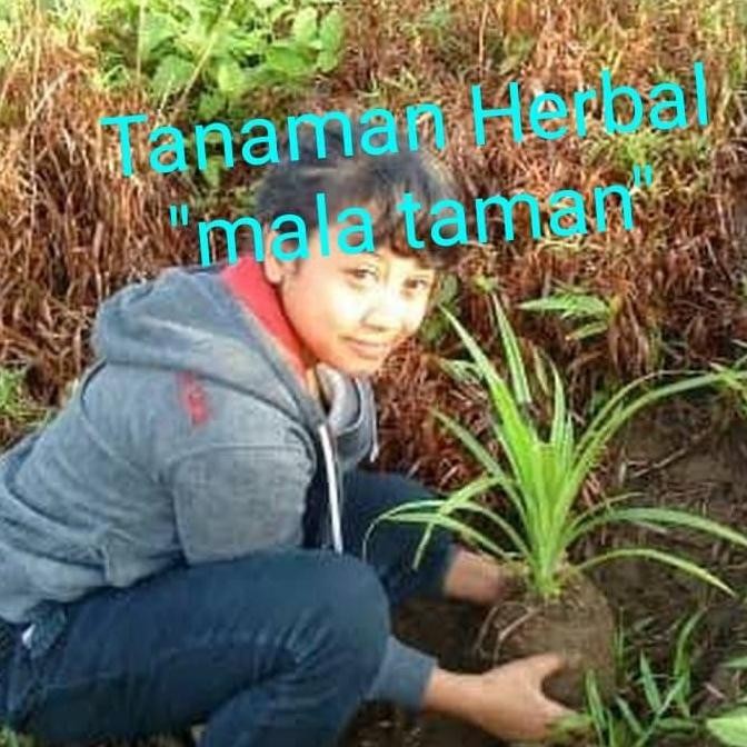 Tanaman pandan duri