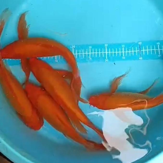 Ikan Koi Slayer/Kumpay Benigoi 30 Cm Co