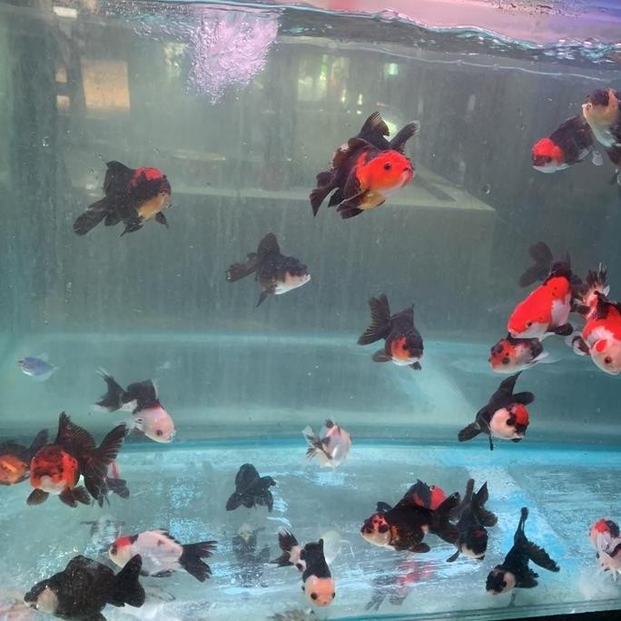 Koki Oranda Paket 3 Ekor Indukan Grade A Co