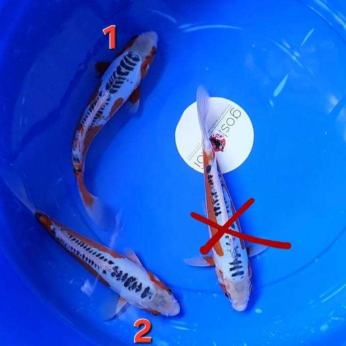 Ikan Koi Blitar Shusui Sushui Hq F1 Konishi Bakat Jumbo Size 30Cm (Satuan) Co