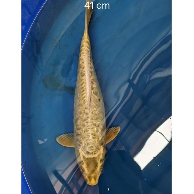 Ikan Koi Blitar Golden Crown Co