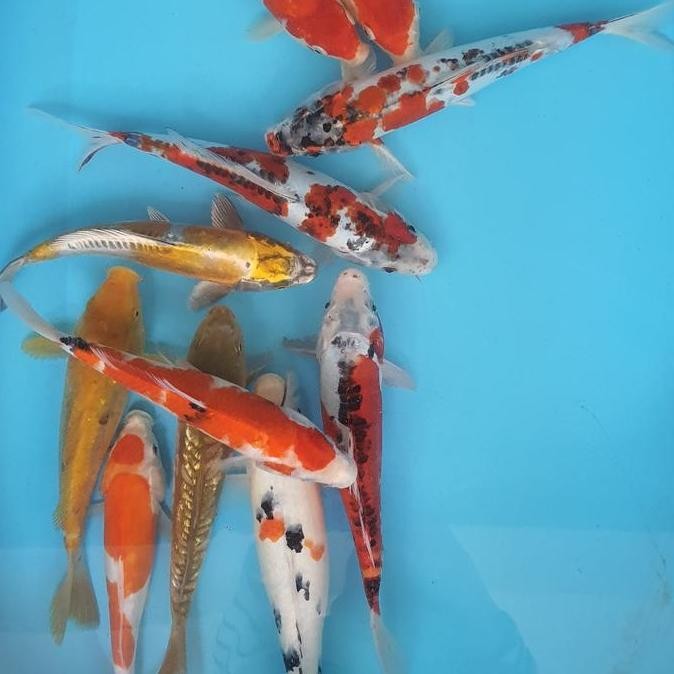 Paket Koi Blitar 6 Ekor Co