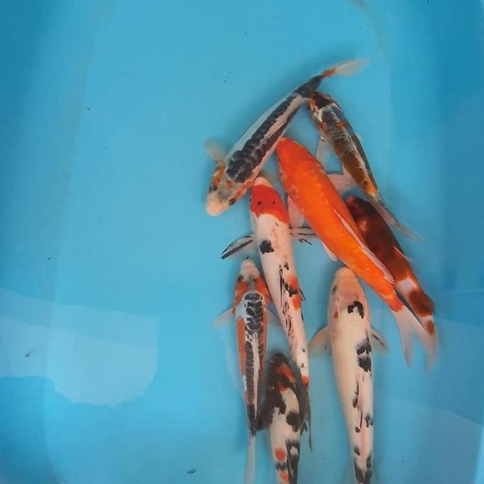 Paket Ikan Koi Blitar 8 Ekor Co