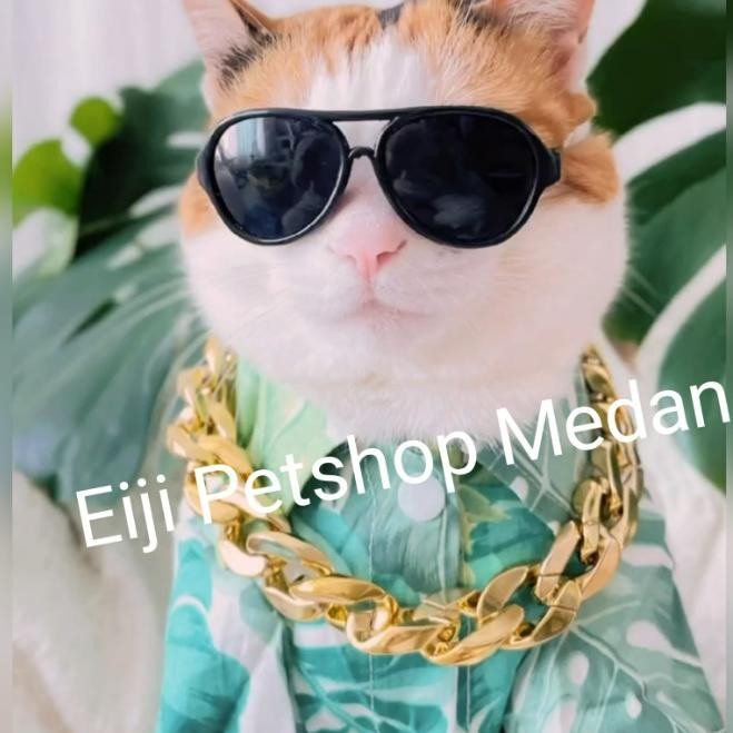 (Terbaru) Kalung Kucing Rantai Emas + Kacamata Kalung Rantai Gold Kucing Rantai Emas Anjing Kalung H