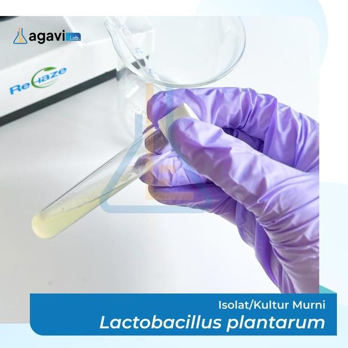 Isolat Kultur Murni Lactobacillus Plantarum