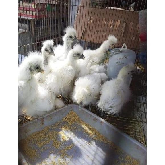 Ayam Kapas - Ayam Hias Kapas - Ayam Bulu Kapas - Bonus Vitamin