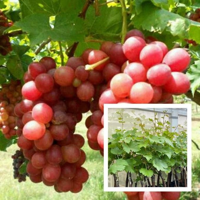 BIBIT ANGGUR MERAH SUPER MANIS