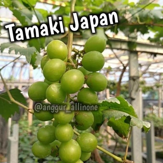 

bibit anggur impor TAMAKI japan