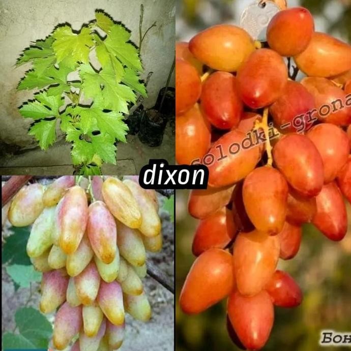 bibit anggur dixon berbunga import