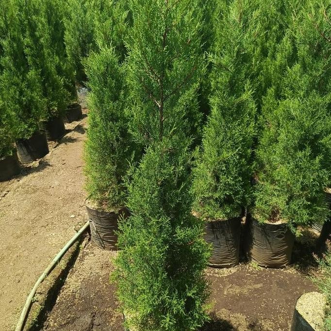 Ready Cemara Wangi Rimbun - Tanaman Cemara Wangi