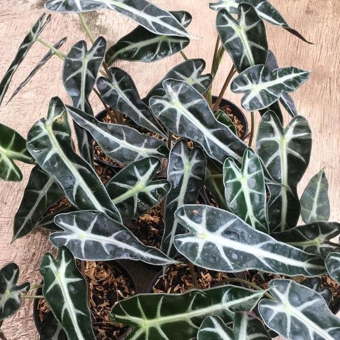 Ready Tanaman Hias Alocasia Bambino - Alocasia Bambino - Alocasia