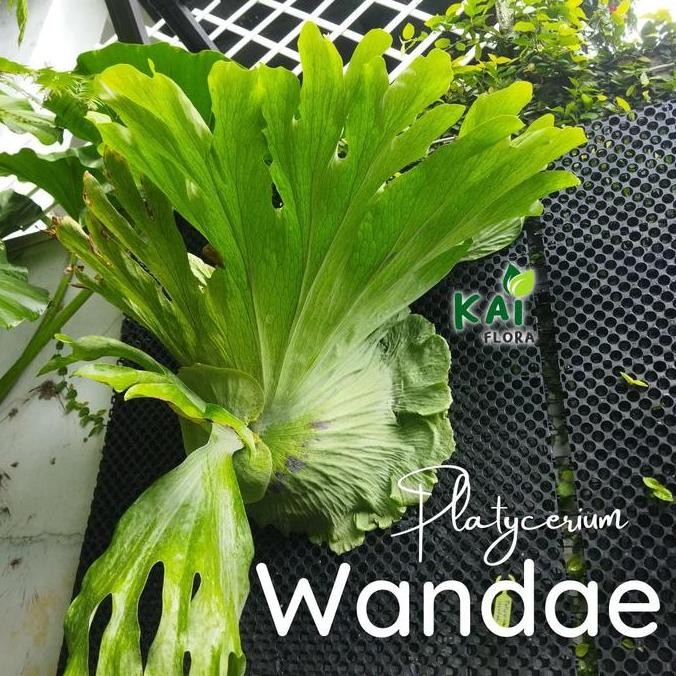 Ready Platycerium Wandae | Simbar Papua
