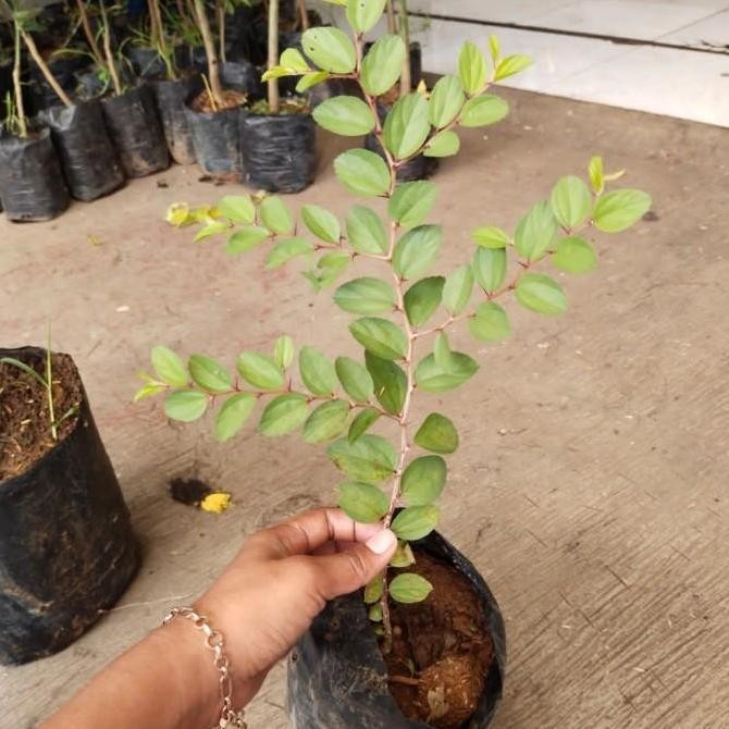 Ready Tanaman Bidara Arab asli, pohon bidara original, foto asli, murah