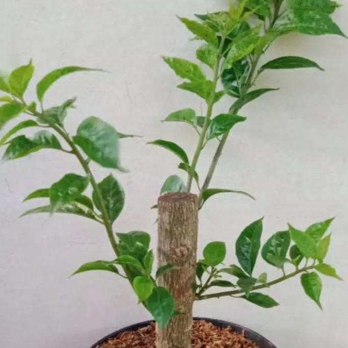 Ready TANAMAN HIAS BUGENVIL BONSAI//BUGENVIL BAHAN BONSAI
