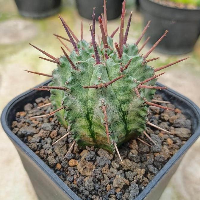 Ready Euphorbia Horrida  from Seedling Kaktus Sukulen Tanaman Hias
