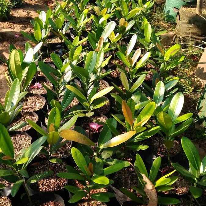 Ready Tanaman herbal Garcinia cambogia