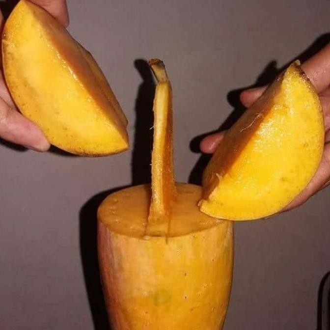 Bibit Mangga Kiojay Pohon Mangga Bibit Buah Mangga Kiojay BISA COD