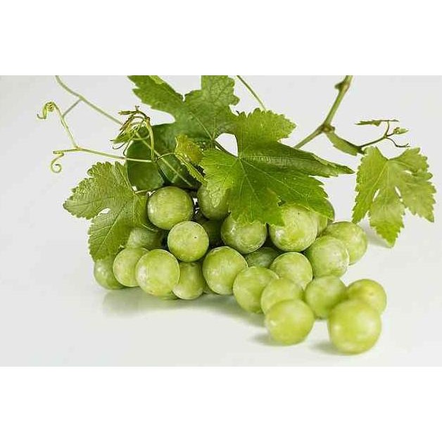 

Bibit Pohon Anggur Hij - Buah Anggur - Tanaman Anggur Hij HOKyy BISA COD